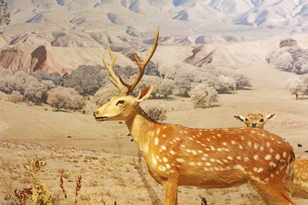 Geyik örnekleri müzede.