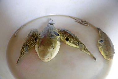 Doğulu kırmızı yunus, fotoğrafa yakın çekim.