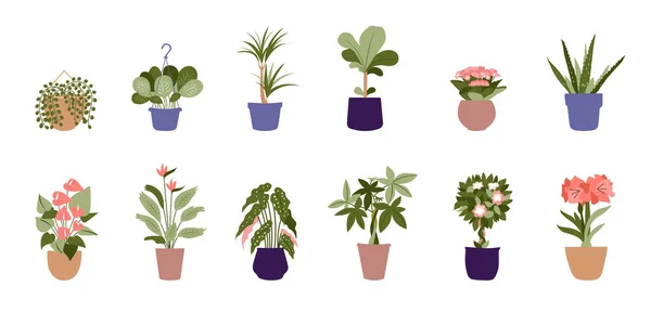 Verzameling Van Planten Potted Voor Thuis Verschillende Binnenhuisplanten Dit Trendy — Stockvector