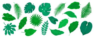 Bir dizi tropikal vektör yaz yaprakları. Egzotik orman yaprakları, palmiye ağaçları, kraliyet eğreltiotu vs. Tropikal cennet tasarımı için resim.