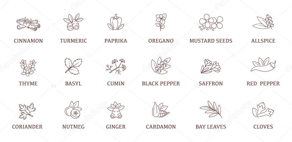 Spices Icon Set. Line Vector Stickers with Names for Food Labels and Packaging. Culinary Herb Outline Icons
