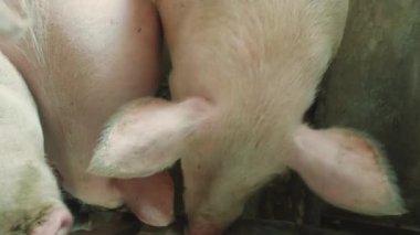 Domuz ve domuz yavruları olan modern bir çiftlik.