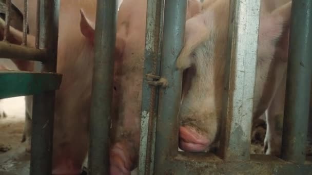 猪和猪的现代农场 — 图库视频影像