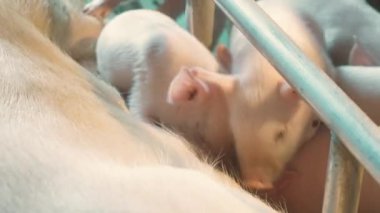 Domuz ve domuz yavruları olan modern bir çiftlik.