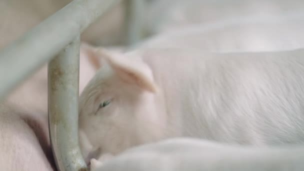 Granja Moderna Con Cerdos Lechones — Vídeo de stock
