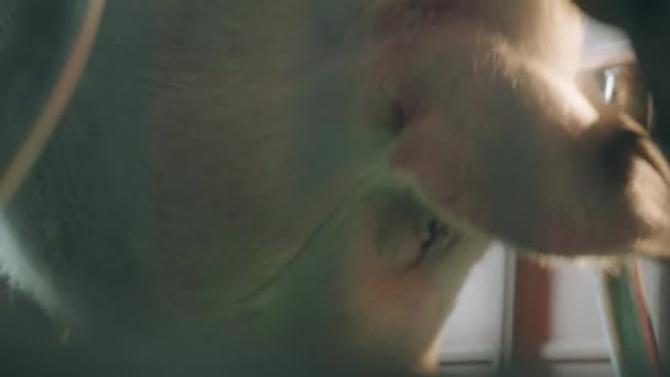 돼지와 돼지를 기르는 현대식 — 비디오