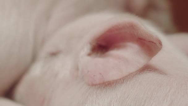 Сучасна Ферма Свинями Поросятами — стокове відео