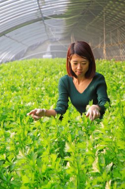 LUANNAN COUNTY - 15 Ocak 2014, Luannan Bölgesi, Hebei Bölgesi, Çin 'deki bir sebze serasında kereviz tarlasına dikkatlice bakan teknik personel.