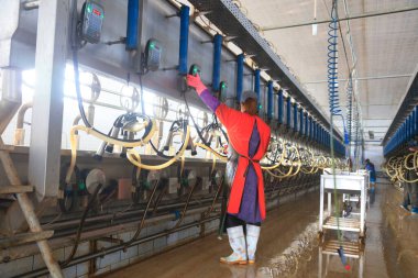 Luannan County - 19 Ekim 2016: İşçiler Çin 'in Hebei Eyaleti' ndeki Luannan County 'deki bir sığır çiftliğine inekler için otomatik sağma makineleri kuruyorlar.