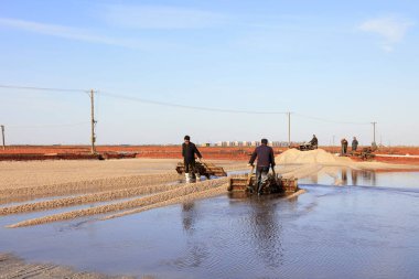 Luannan County - 28 Ekim 2016: işçiler tuz tarlasında işçilik yaptılar, Luannan, Hebei, Çin