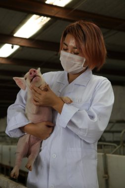 LUANNAN İlçesi - 5 Eylül 2017: Bir domuz çiftliğinin büyümesini ve gelişimini kontrol etmek için elinde bir domuz tutan güzel bir kız, Hebei Eyaleti, Çin