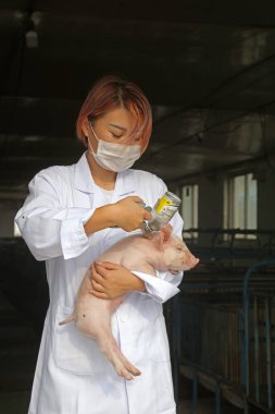 LUANNAN İlçesi - 5 Eylül 2017: Güzel bir kız domuz çiftliğinde aşı için domuz yavrusu taşıyor, LUANNAN County, Hebei Eyaleti, Çin