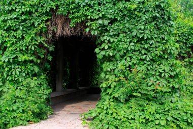 Parkta yeşil sarmaşık, fotoğrafa yakın çekim