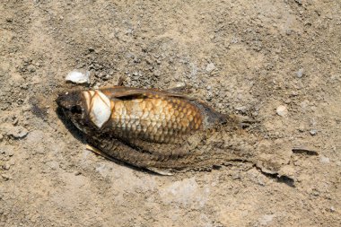 Sahilde ölü balık, fotoğrafa yakın çekim.