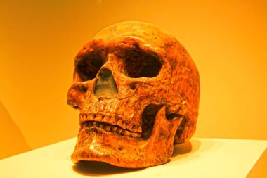 BEIJING, ÇİN - UPPER PALEOLITHIC (CIRCA 30,000 YIL ÖNCE): Üst Mağara Adamı Kafatası (replika), üst paleolitik (yaklaşık 30 bin yıl önce), Çin Ulusal Müzesi, Pekin, Çin. 