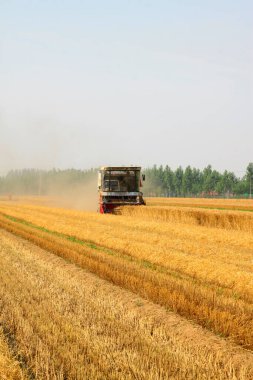 LUANNAN COUNTY - 15 Haziran 2014 'te, Luannan Eyaleti, Hebei Eyaleti, Çin' de hasatçı hasat ediyor.