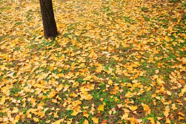 Ginkgo biloba yaprakları ve ağaç gövdeleri, fotoğrafa yakın çekim