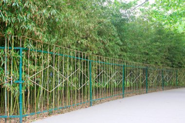 Bambu ormanı, fotoğrafa yakın çekim.