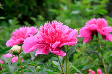 Bahçedeki şakayık çiçekleri, fotoğrafın yakın çekimi.