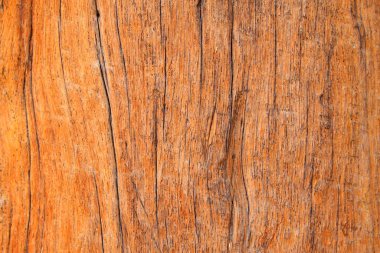 Altın çerçeveli nanmu dokusu, fotoğrafa yakın çekim