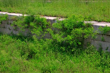 Yeşil bitkilerin içine gizlenmiş gri taş duvarlar, fotoğrafa yakın çekim.