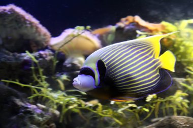 Pomacanthus Kumandanı, fotoğrafa yaklaş