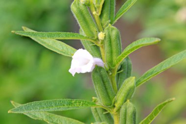 Susam tohumu kapsülü ve çiçekler