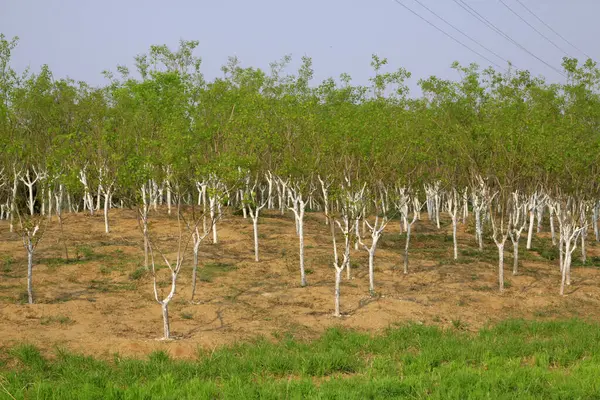 Tohumlar çocuk odasında, fotoğraf yakın plan.