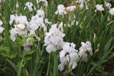 İris çiçekleri, yakın plan fotoğraf.