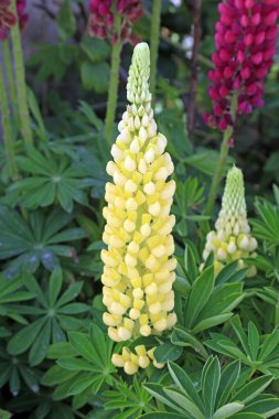 Botanik gardında Lupine çiçekleri
