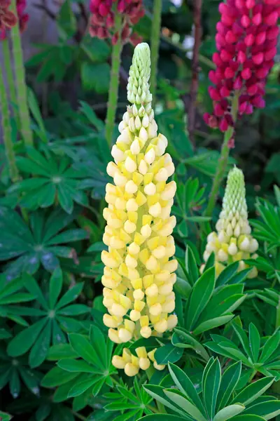 Botanik gardında Lupine çiçekleri
