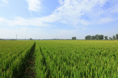 Rice Field, fotoğrafa yaklaş.