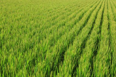 Rice Field, fotoğrafa yaklaş.