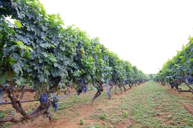 Cabernet Sauvignon üzüm yetiştirme merkezi, Çin