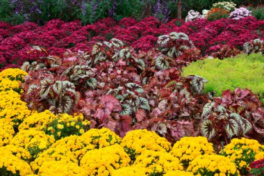 Eşitlikteki çiçek manzarası