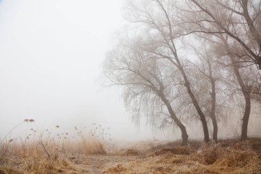 Kışın sisli ağaçlar