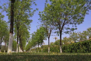 Urban Park Woodland, fotoğrafa yakın çekim.