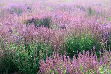 Bahçedeki lavanta çiçekleri