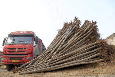 Luannan County - 26 Mart 2018: Hızlı büyüyen söğüt tohumlarını yüklemeye hazır araçlar, Luannan County, Hebei Eyaleti, Chin