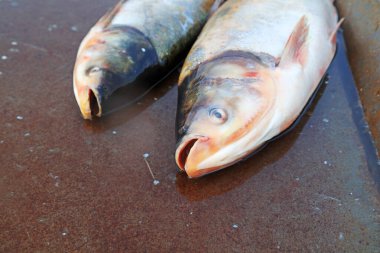 Yığınla taze balık.