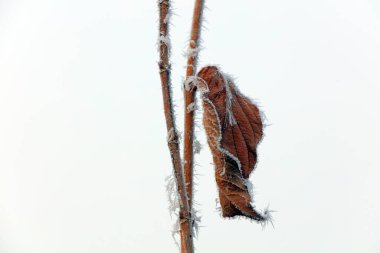 Dallardaki buz kristalleri