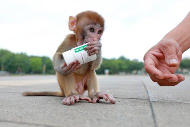 Evcil maymunlar beyaz plastik şişelerle oynarlar.