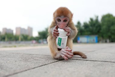 Evcil maymunlar beyaz plastik şişelerle oynarlar.