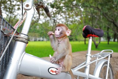 Evcil maymunlar bisikletle oynar