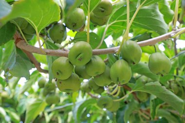 Dallarda aktinidia arguta