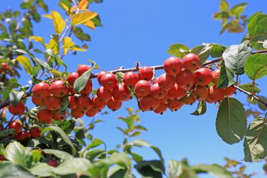 Bahçedeki yaban elması