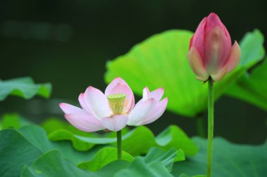 Güzel pembe lotus, yakın plan fotoğraflar.