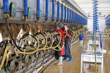 Luannan County - 19 Ekim 2016: işçiler, Çin 'in Hebei Eyaleti Luannan County' deki bir sığır çiftliğine inekler için otomatik sağma makineleri kuruyor.