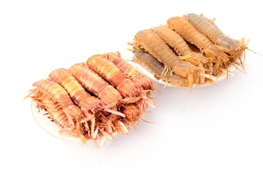 Beyaz arkaplanda peygamber devesi karidesinin yakın çekimi