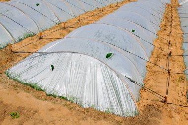 Tarlalarda plastik baraka, fotoğrafa yakın çekim.